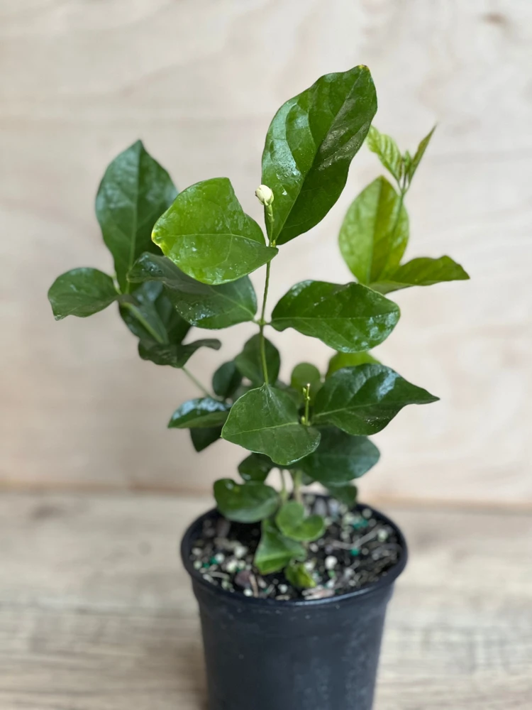 Mysore Mulli Jasmine Live Plant - Fragrant White Flowers, 4" Pot - Cannot ship to CA - Image 2