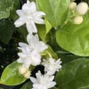 Mysore Mulli Jasmine Live Plant - Fragrant White Flowers, 4" Pot - Cannot ship to CA - Image 1