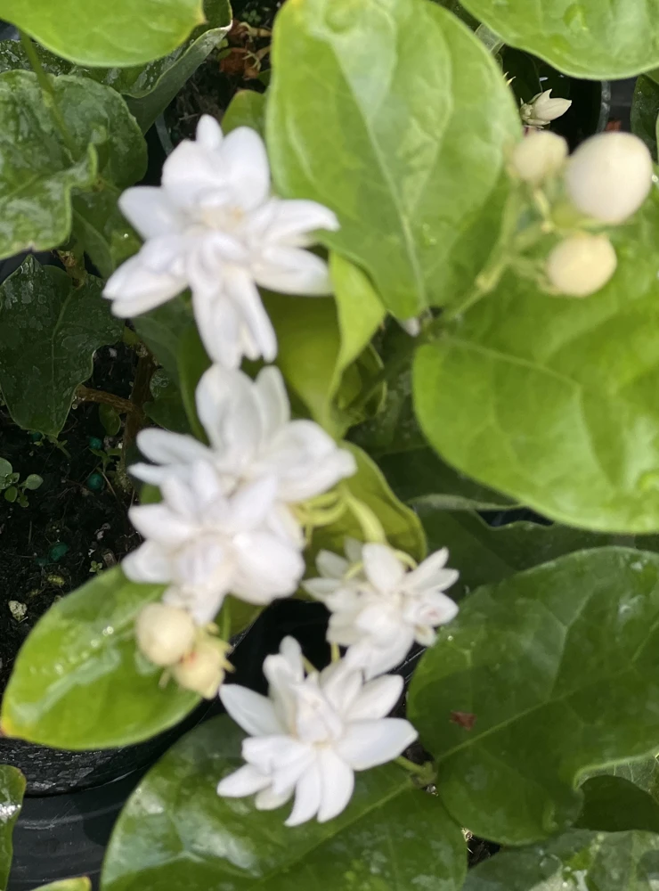 Mysore Mulli Jasmine Live Plant - Fragrant White Flowers, 4" Pot - Cannot ship to CA - Image 1
