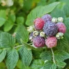 Mysore Raspberry Live Plant - Rubus niveus - 3-6" Tall Tropical Berry Bush for Garden & Home Orchard - Image 1