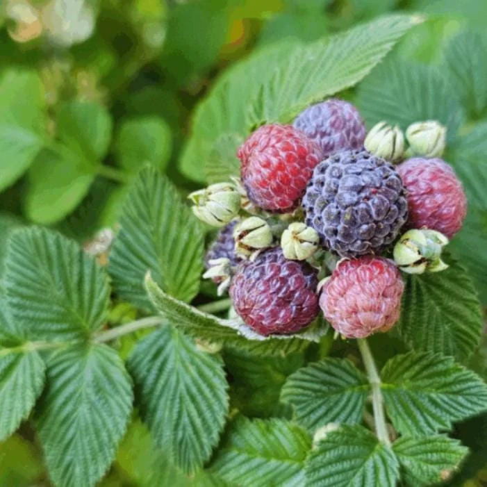 Mysore Raspberry Live Plant - Rubus niveus - Tropical Berry - 3-6" Tall - Image 2