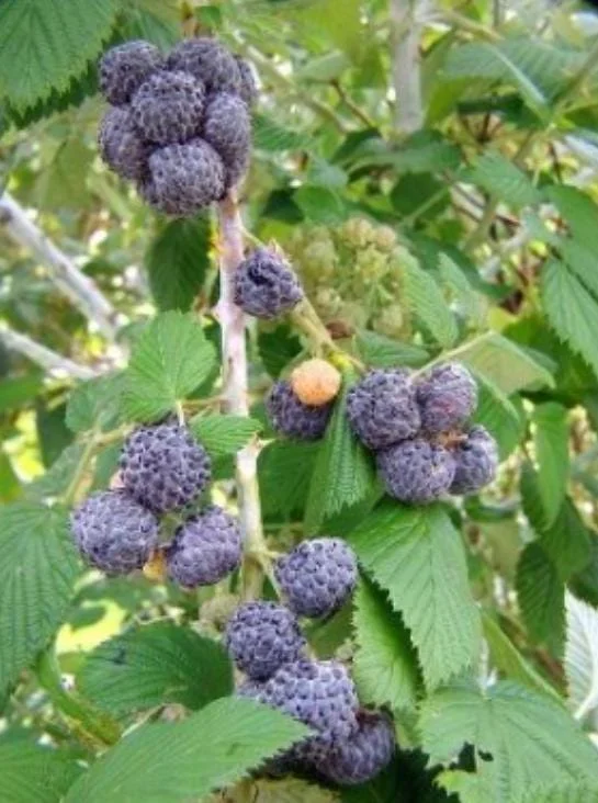 Mysore Raspberry Live Plant - Rubus niveus - Tropical Berry - 3-6" Tall - Image 3