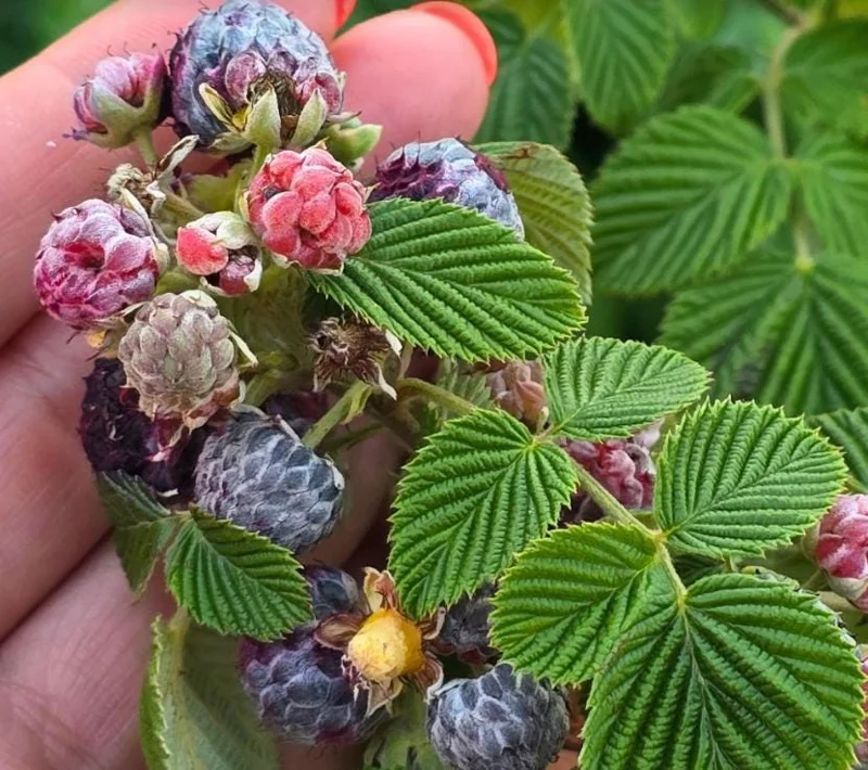 Mysore Raspberry Live Plant - Rubus niveus - Tropical Berry - 3-6" Tall - Image 4