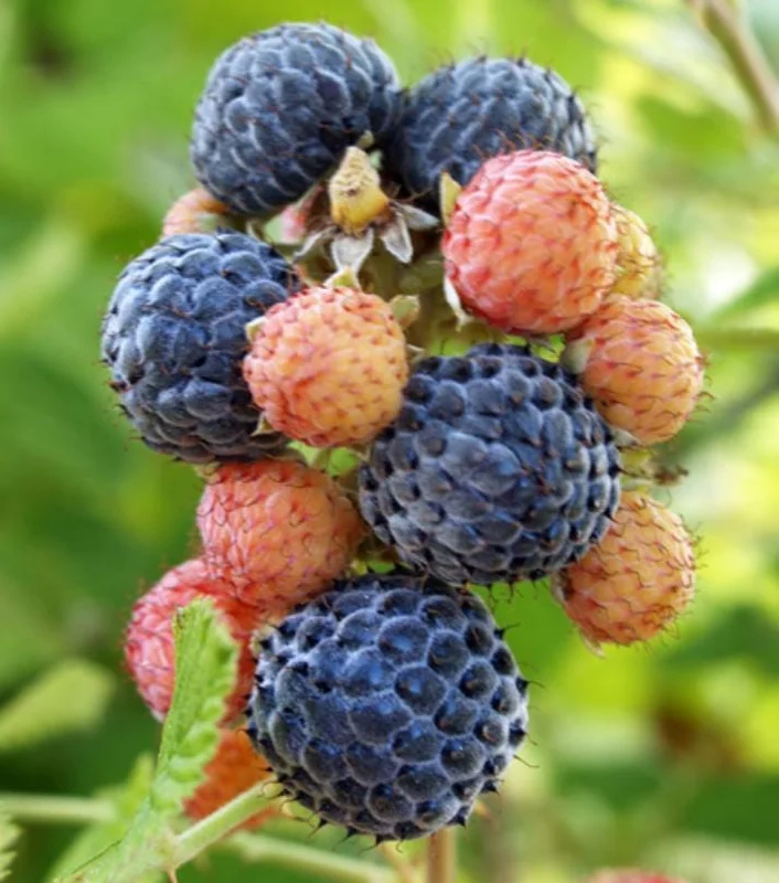 Mysore Raspberry Live Plant - Rubus niveus - Tropical Berry - 3-6" Tall - Image 5
