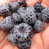 Mysore Raspberry Live Plant - Rubus niveus - Tropical Berry - 3-6" Tall - Image 1