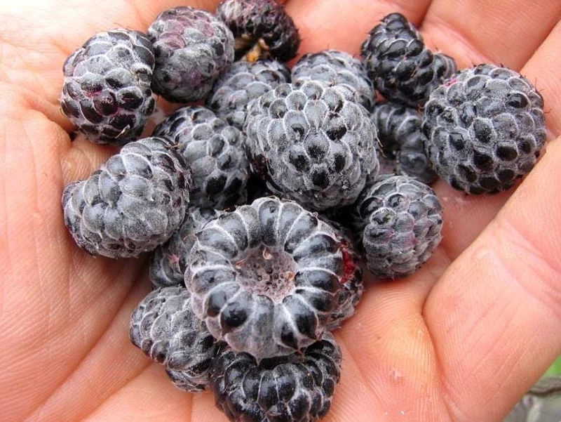 Mysore Raspberry Live Plant - Rubus niveus - Tropical Berry - 3-6" Tall - Image 1