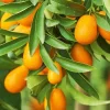 Nagami Kumquat Tree Live Plant - Half Gallon - Indoor/Outdoor Citrus - Cannot ship to CA - Image 1