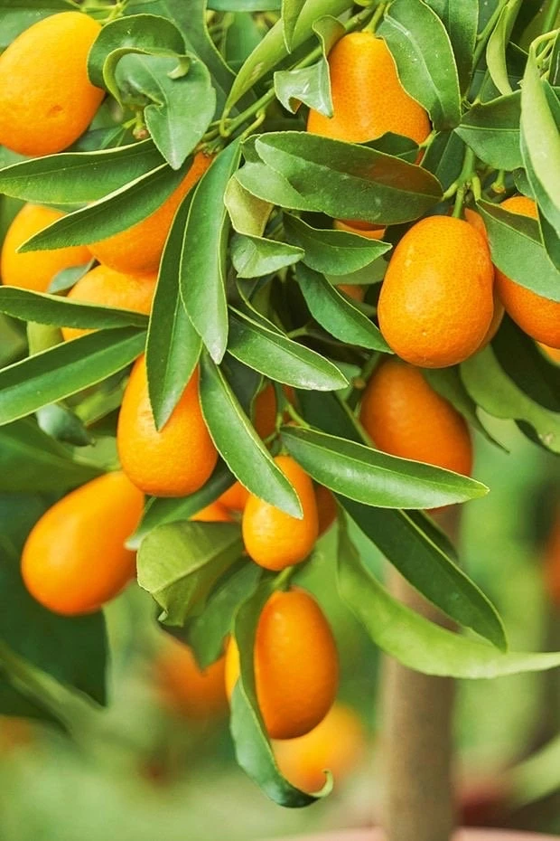 Nagami Kumquat Tree Live Plant - Half Gallon - Indoor/Outdoor Citrus - Cannot ship to CA - Image 1