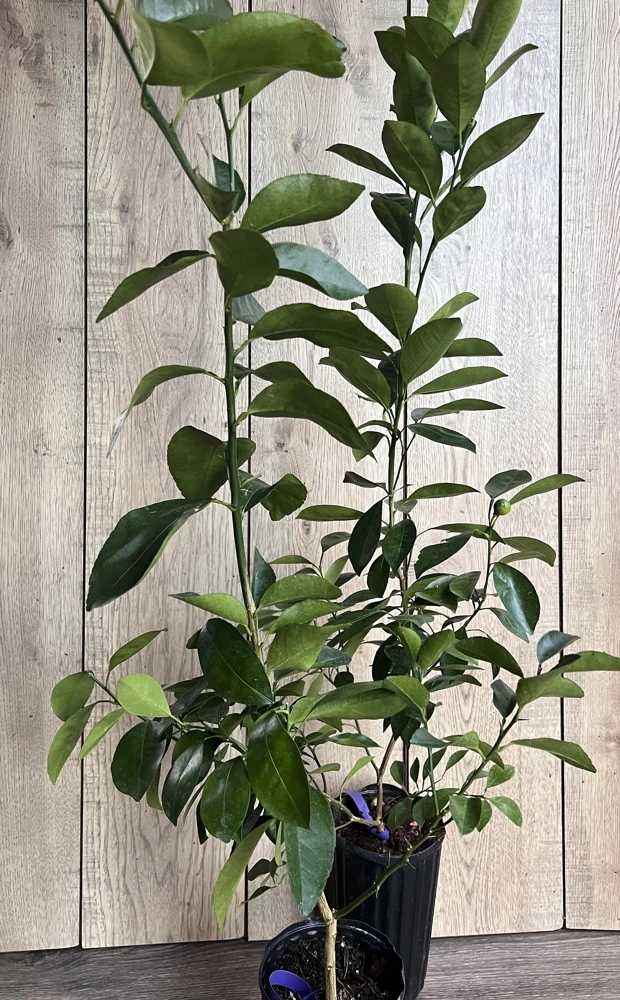 Nagami Kumquat Tree Live Plant - Half Gallon - Indoor/Outdoor Citrus - Cannot ship to CA - Image 2
