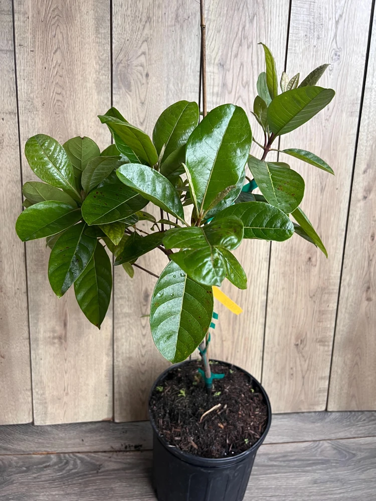 Nance Fruit Tree Live Plant - 3 Gallon Pot | Tropical Fruit Tree - Cannot ship to CA - Image 2