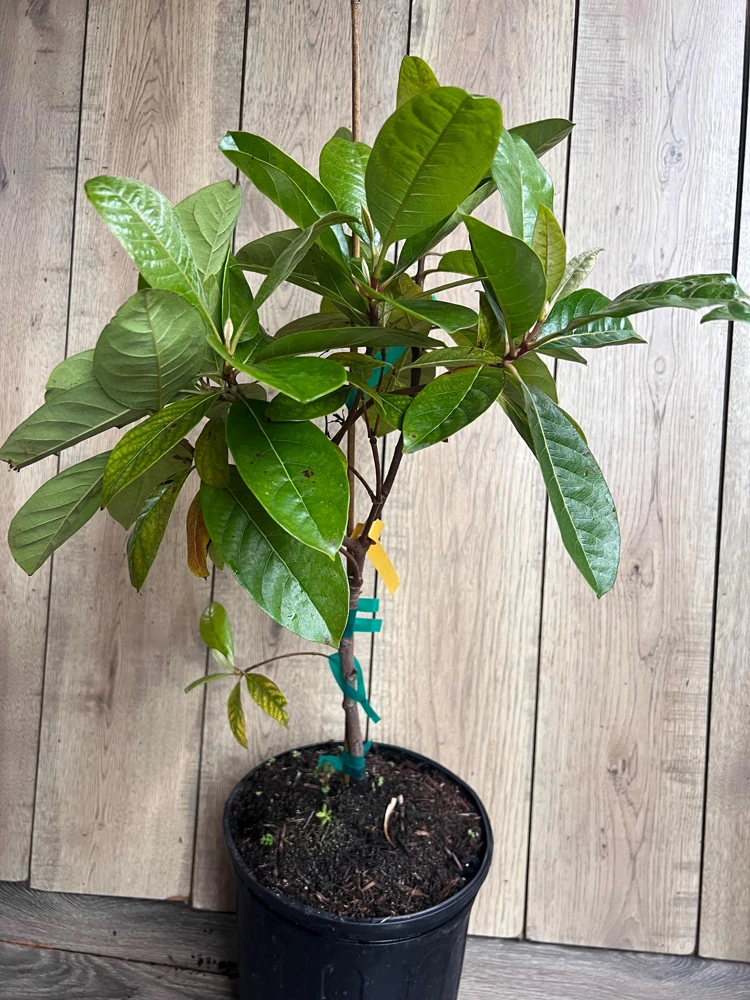 Nance Fruit Tree Live Plant - 3 Gallon Pot | Tropical Fruit Tree - Cannot ship to CA - Image 3