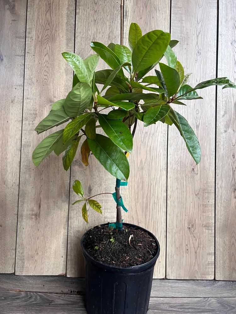 Nance Fruit Tree Live Plant - 3 Gallon Pot | Tropical Fruit Tree - Cannot ship to CA - Image 4