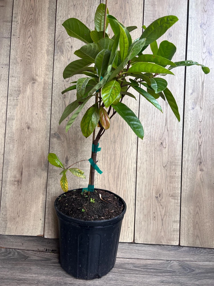 Nance Fruit Tree Live Plant - 3 Gallon Pot | Tropical Fruit Tree - Cannot ship to CA - Image 5