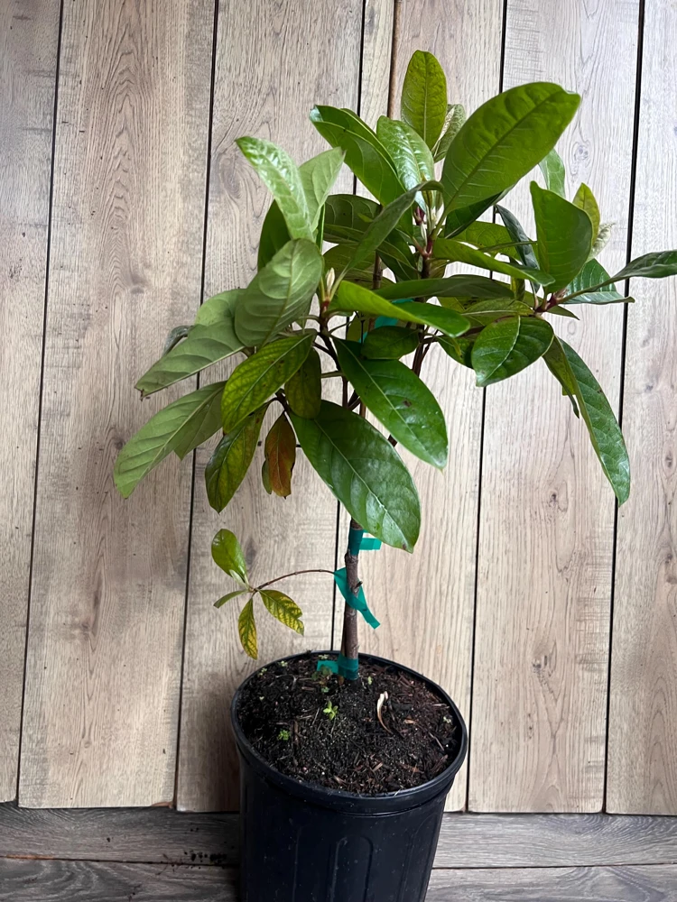 Nance Fruit Tree Live Plant - 3 Gallon Pot | Tropical Fruit Tree - Cannot ship to CA - Image 6