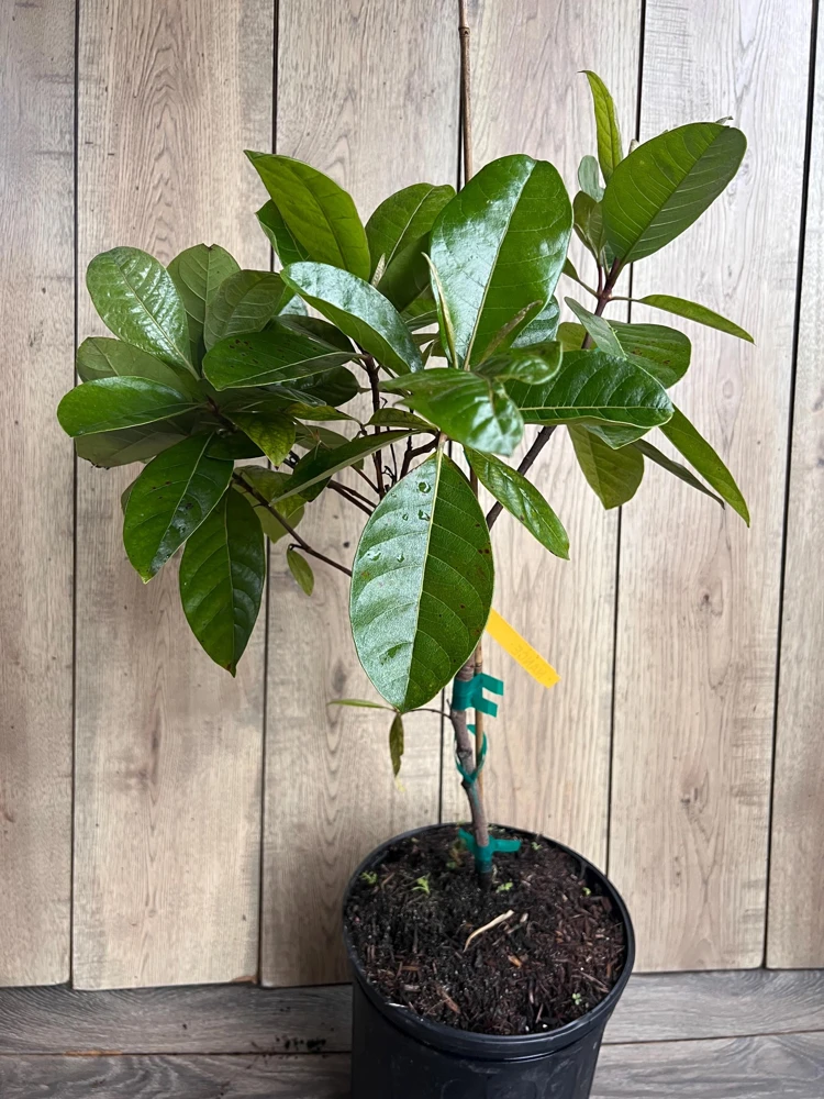 Nance Fruit Tree Live Plant - 3 Gallon Pot | Tropical Fruit Tree - Cannot ship to CA - Image 7