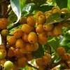Nance Fruit Tree Live Plant - 3 Gallon Pot | Tropical Fruit Tree - Cannot ship to CA - Image 1