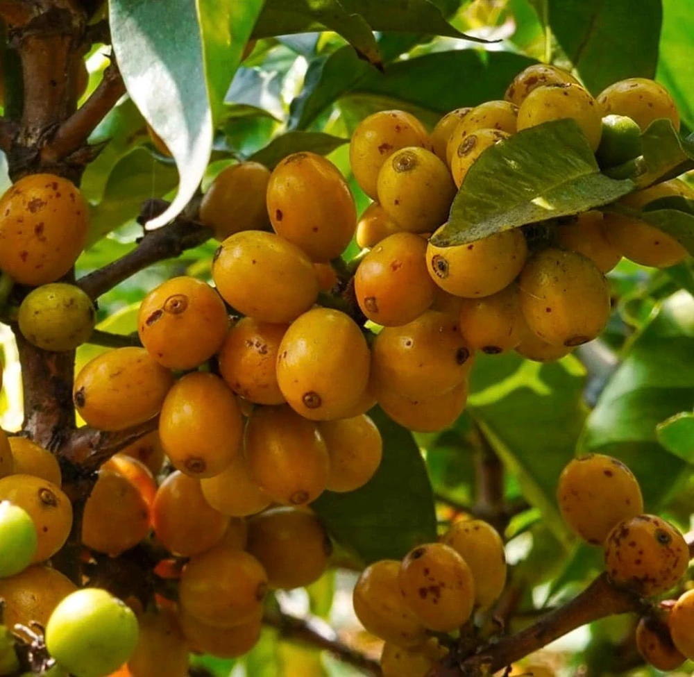 Nance Fruit Tree Live Plant - 3 Gallon Pot | Tropical Fruit Tree - Cannot ship to CA - Image 1