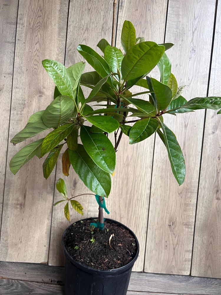 Nance Fruit Tree Live Plant - 3 Gallon Pot | Tropical Fruit Tree - Cannot ship to CA - Image 8