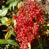 Nandina Heavenly Bamboo Live Plant – 2.5 inch Pot – Outdoor Shrub - Image 1