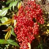 Nandina Heavenly Bamboo Live Plant - 25 Plants in 2.5" Pots - Outdoor Shrub - Image 1