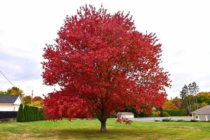 Native Red Maple Live Plant – 2.5-inch Pot – Outdoor Tree - Image 2