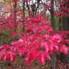 Native Red Maple Live Plant – 2.5-inch Pot – Outdoor Tree - Image 1