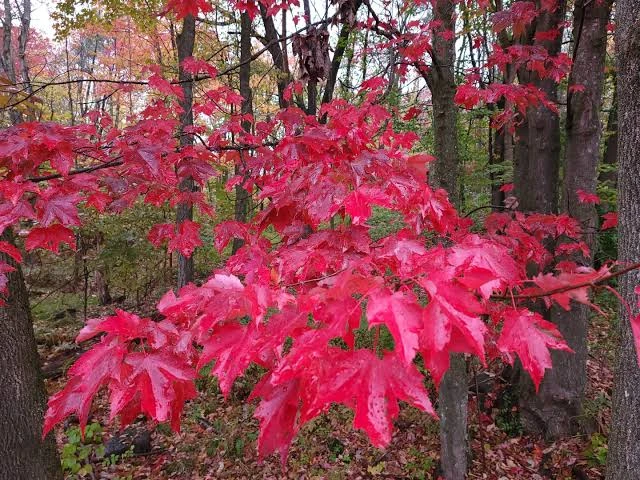 Native Red Maple Live Plant – 2.5-inch Pot – Outdoor Tree - Image 1