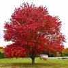 Native Red Maple Live Plant – Quart Pot – Fast Growing Outdoor Tree - Image 1