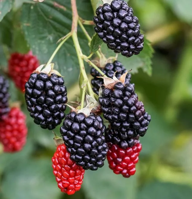 Navaho Thornless Blackberry Live Plant - Rubus fruticosus - 3-8" Tall for Garden & Home Orchard - Image 2