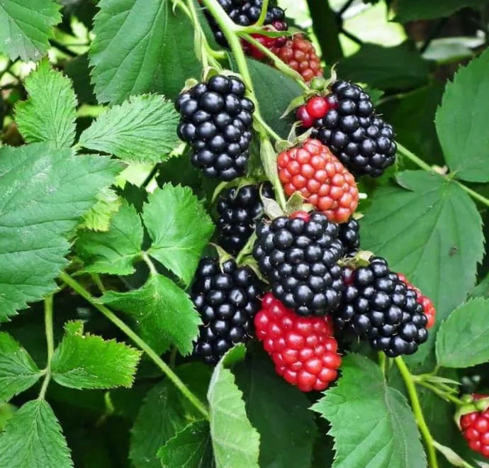 Navaho Thornless Blackberry Live Plant - Rubus fruticosus - 3-8" Tall for Garden & Home Orchard - Image 3
