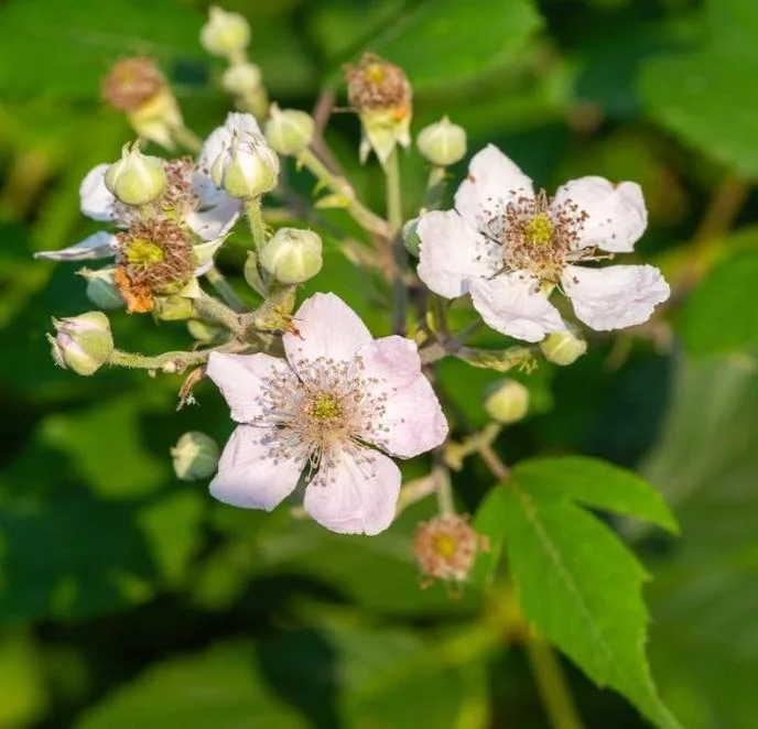 Navaho Thornless Blackberry Live Plant - Rubus fruticosus - 3-8" Tall for Garden & Home Orchard - Image 4
