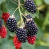 Navaho Thornless Blackberry Live Plant - Rubus fruticosus - 3-8" Tall - Outdoor Fruit Bush - Image 1