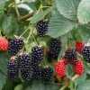 Navaho Thornless Blackberry Live Plant - Rubus fruticosus - 3-8" Tall for Garden & Home Orchard - Image 1