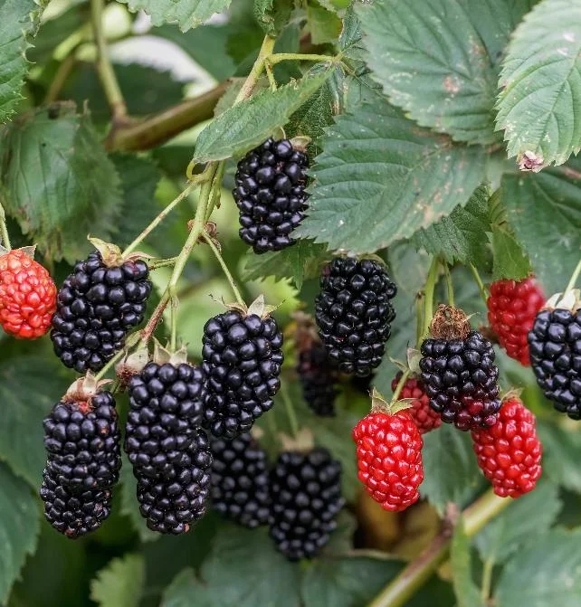 Navaho Thornless Blackberry Live Plant - Rubus fruticosus - 3-8" Tall for Garden & Home Orchard - Image 1