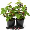 Navaho Thornless Blackberry Live Plants - 2 Pack, 4-8 Inch Starters, Full Sun - Image 1