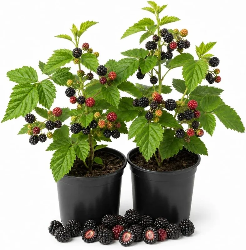 Navaho Thornless Blackberry Live Plants - 2 Pack, 4-8 Inch Starters, Full Sun - Image 1