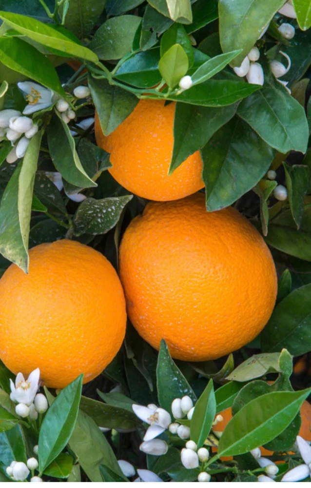 Navel Orange Tree Live Plant – 1/2 Gallon Pot, Grafted, Sweet Fruit - Cannot ship to CA - Image 2