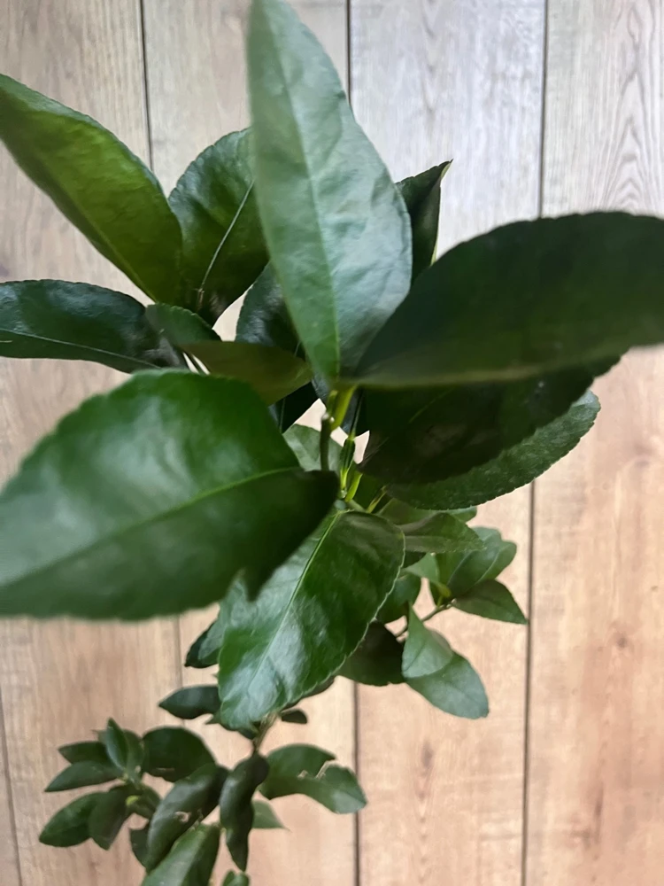 Navel Orange Tree Live Plant – 1/2 Gallon Pot, Grafted, Sweet Fruit - Cannot ship to CA - Image 3