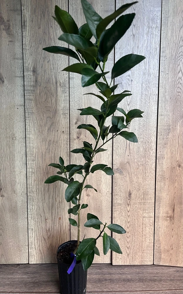 Navel Orange Tree Live Plant – 1/2 Gallon Pot, Grafted, Sweet Fruit - Cannot ship to CA - Image 4