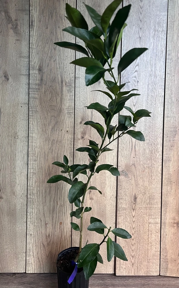 Navel Orange Tree Live Plant – 1/2 Gallon Pot, Grafted, Sweet Fruit - Cannot ship to CA - Image 5