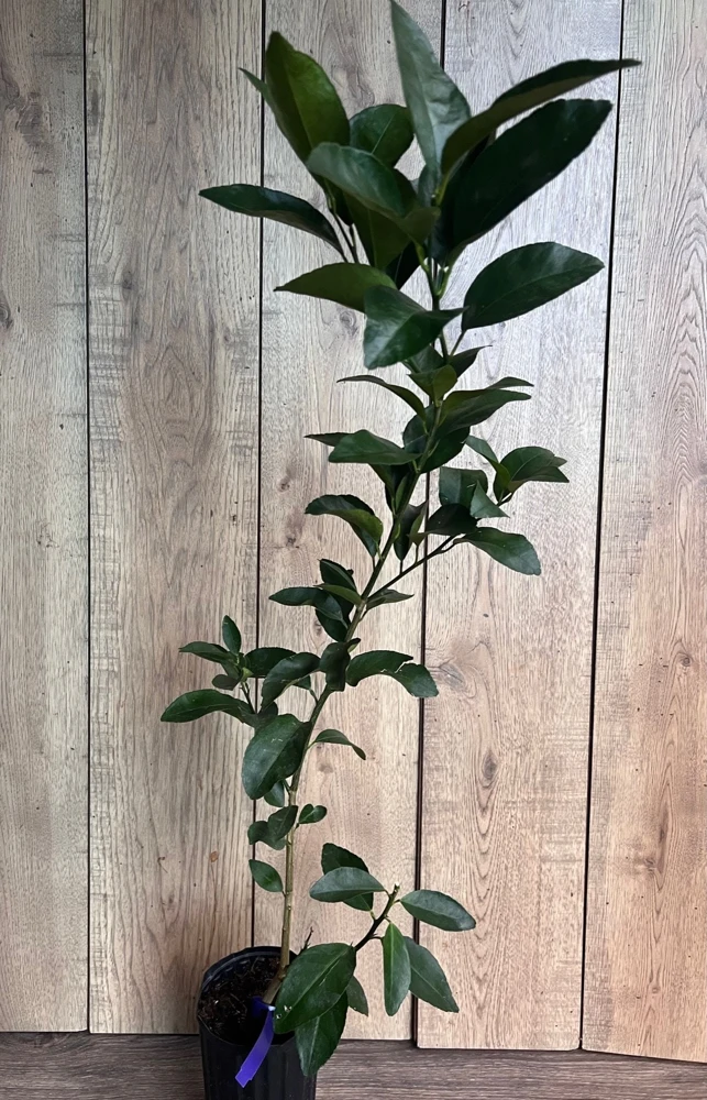 Navel Orange Tree Live Plant – 1/2 Gallon Pot, Grafted, Sweet Fruit - Cannot ship to CA - Image 6