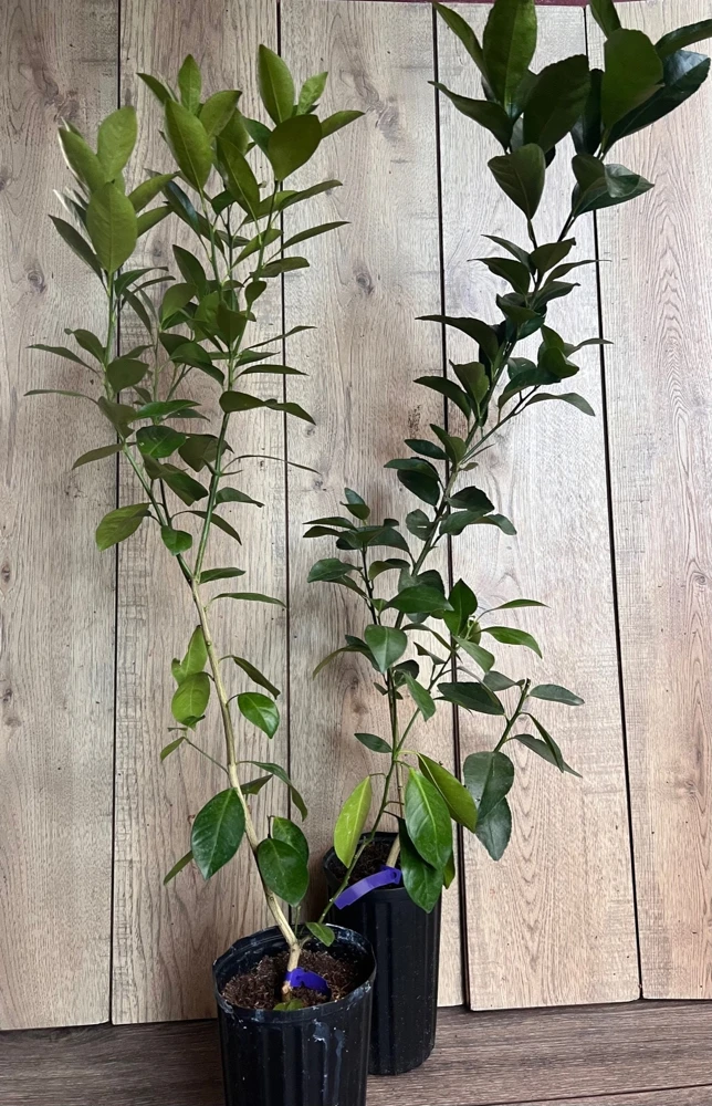 Navel Orange Tree Live Plant – 1/2 Gallon Pot, Grafted, Sweet Fruit - Cannot ship to CA - Image 7