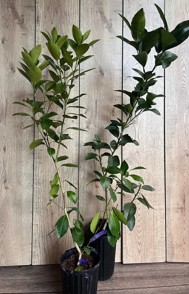 Navel Orange Tree Live Plant – 1/2 Gallon Pot, Grafted, Sweet Fruit - Cannot ship to CA - Image 8