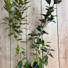 Navel Orange Tree Live Plant – 1/2 Gallon Pot, Grafted, Sweet Fruit - Cannot ship to CA - Image 1
