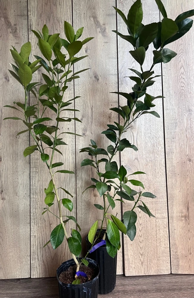 Navel Orange Tree Live Plant – 1/2 Gallon Pot, Grafted, Sweet Fruit - Cannot ship to CA - Image 1