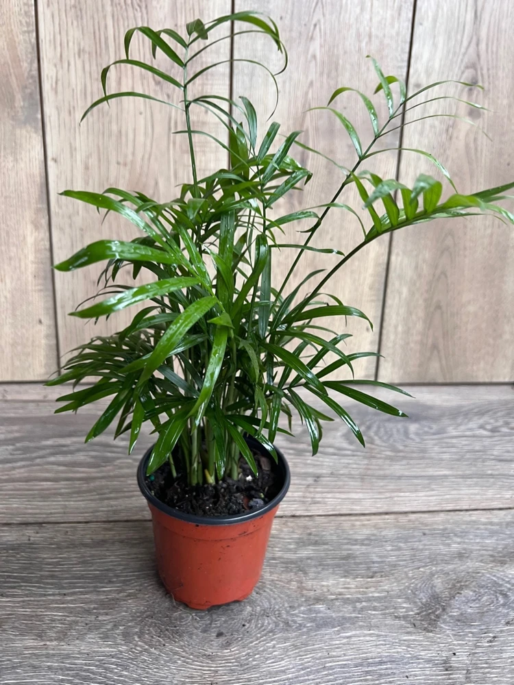 Neanthe Bella Parlor Palm Live Plant – Chamaedorea Elegans – 4" Pot – Indoor - Cannot ship to CA - Image 2