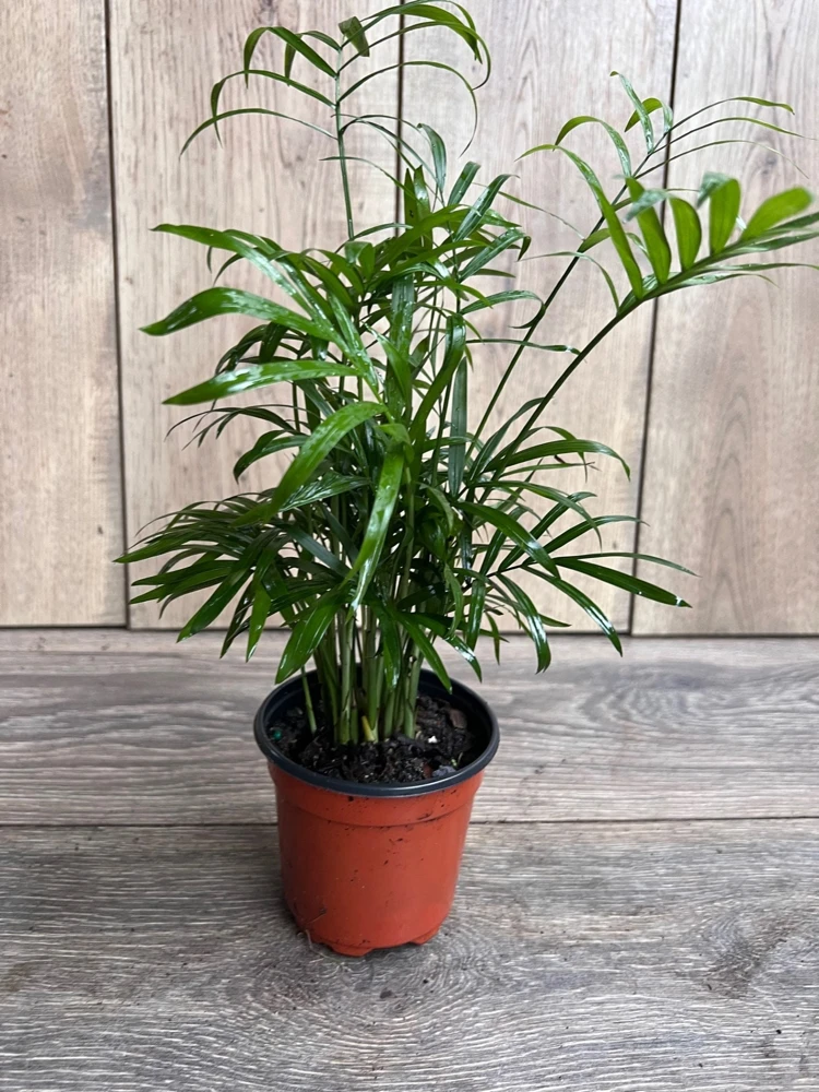 Neanthe Bella Parlor Palm Live Plant – Chamaedorea Elegans – 4" Pot – Indoor - Cannot ship to CA - Image 3