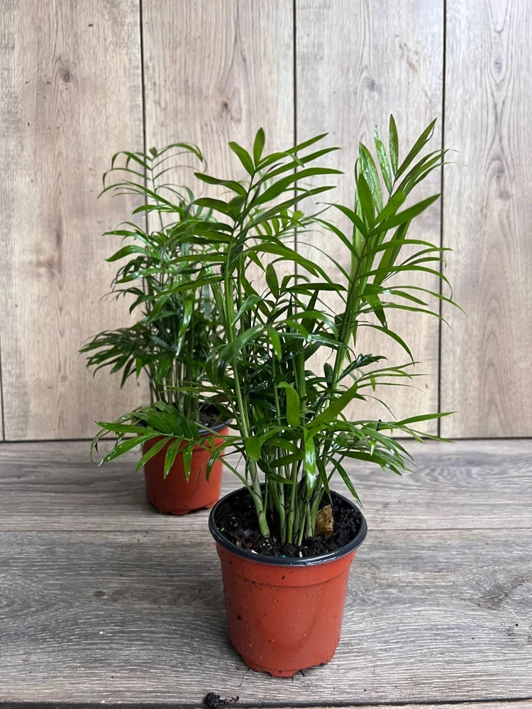 Neanthe Bella Parlor Palm Live Plant – Chamaedorea Elegans – 4" Pot – Indoor - Cannot ship to CA - Image 4