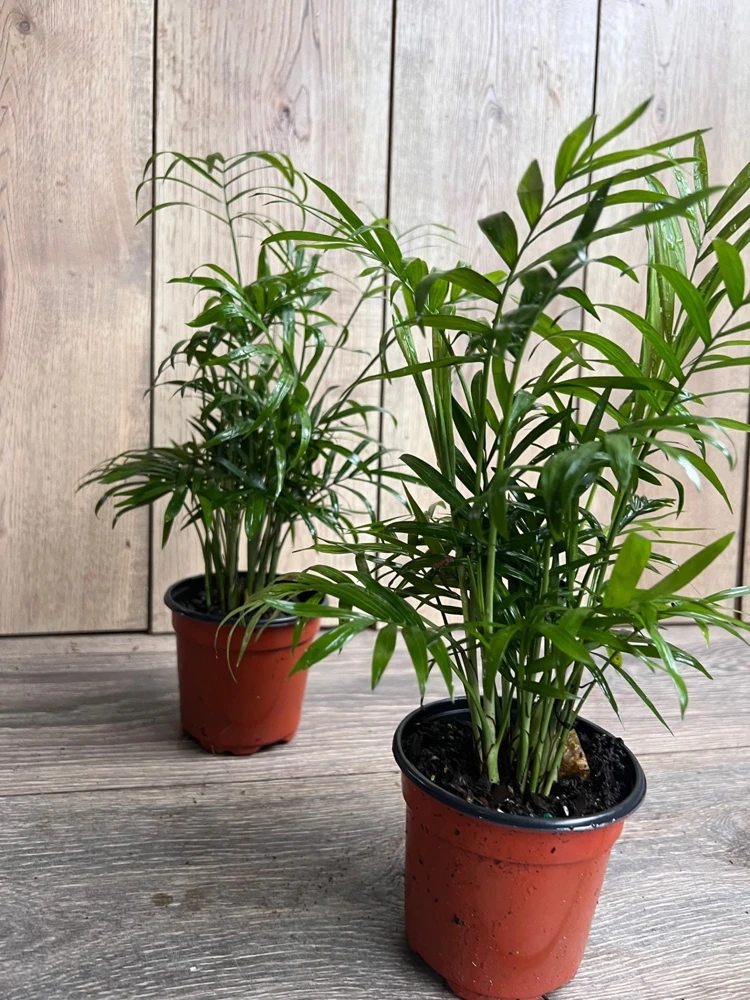 Neanthe Bella Parlor Palm Live Plant – Chamaedorea Elegans – 4" Pot – Indoor - Cannot ship to CA - Image 5