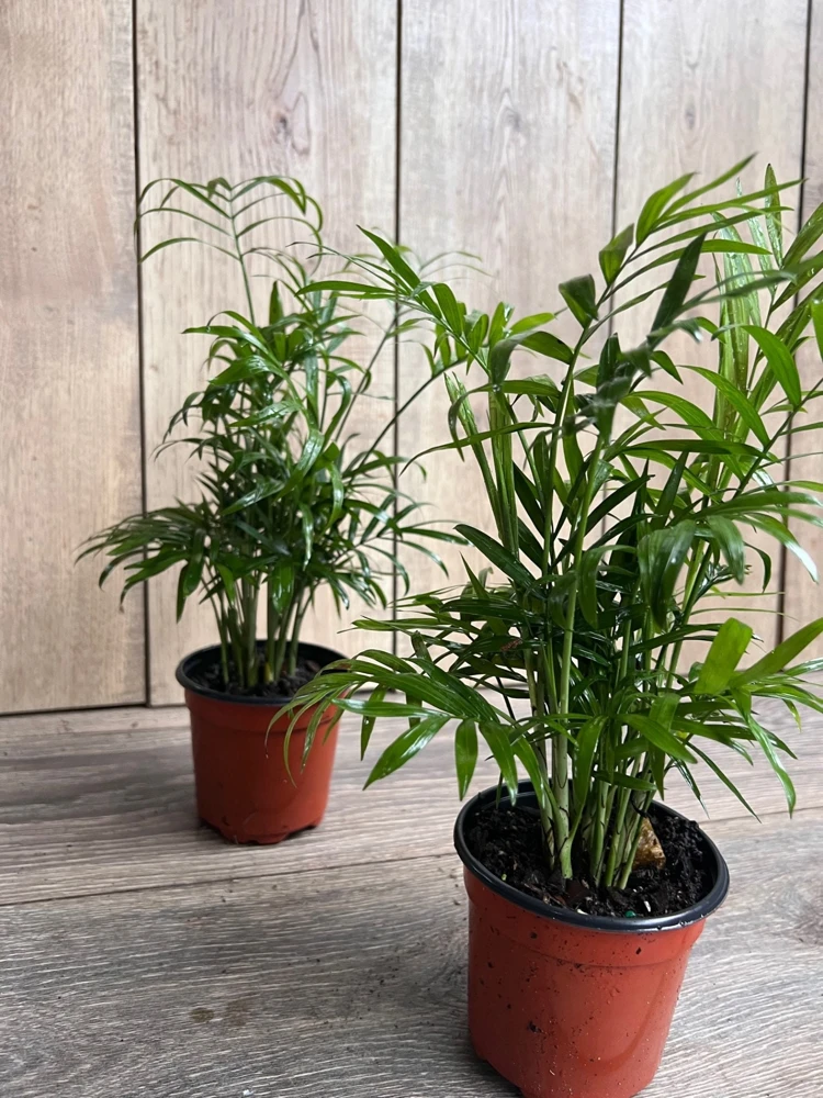 Neanthe Bella Parlor Palm Live Plant – Chamaedorea Elegans – 4" Pot – Indoor - Cannot ship to CA - Image 6